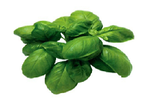 BASILICO