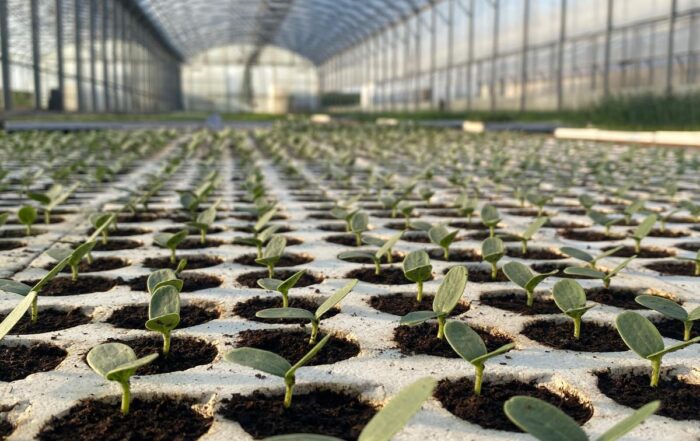 SOCIETA' AGRICOLA VIVAI FERRI S.S. — foto 3