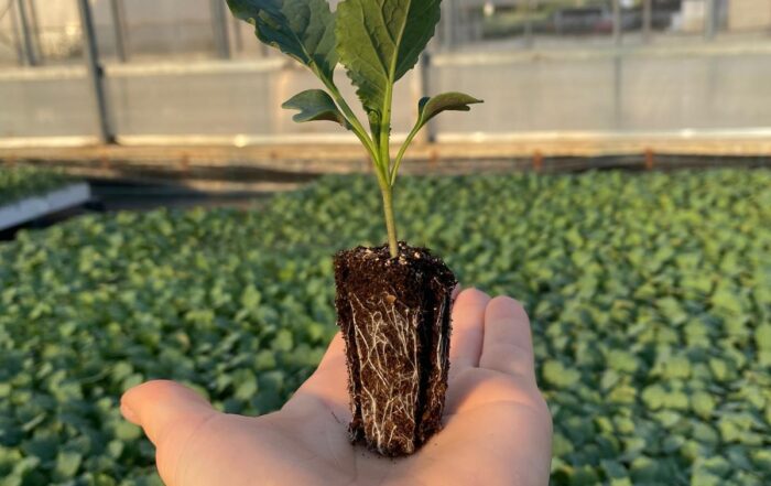 SOCIETA' AGRICOLA VIVAI FERRI S.S. — foto 4