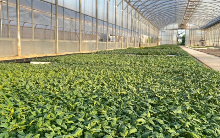 SOCIETA' AGRICOLA VIVAI FERRI S.S. — foto 5
