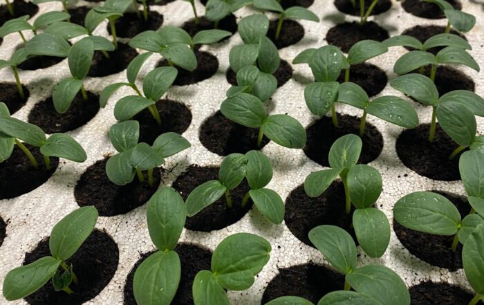 SOCIETA' AGRICOLA VIVAI FERRI S.S. — foto 6