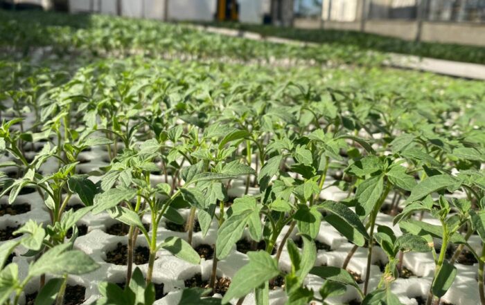 SOCIETA' AGRICOLA VIVAI FERRI S.S. — foto 7