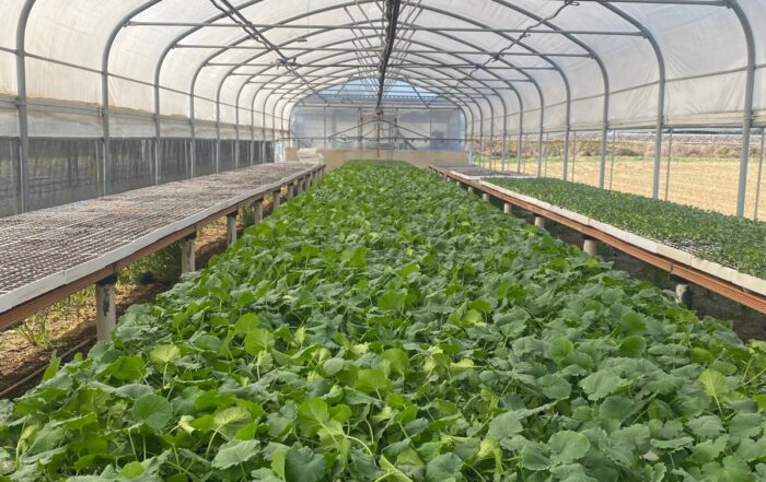 SOCIETA' AGRICOLA VIVAI FERRI S.S. — foto 8