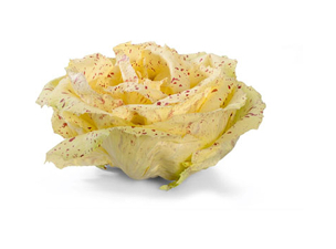 RADICCHIO VARIEGATO