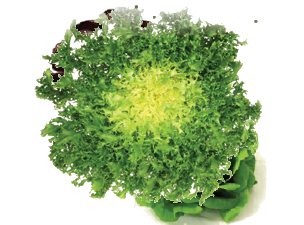 RICCIA