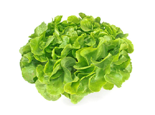 lattuga3